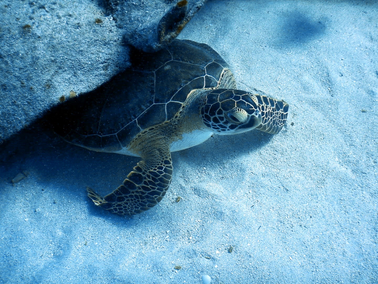 Dive Photo 21